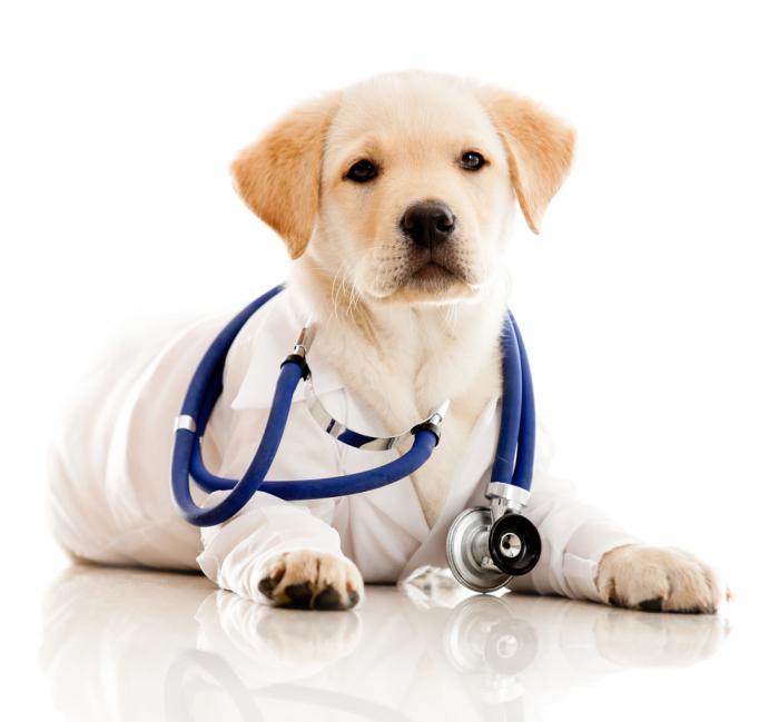 Cherepovets. Vet clinic. Features of choice