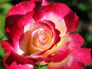 Flowers of a tea rose - how to choose