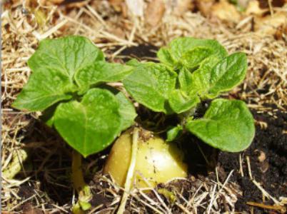 How to grow potatoes for planting? Potatoes for planting. Potatoes before planting