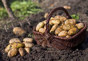 Potatoes "bullfinch": description, varieties, reviews