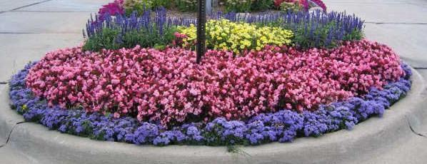 scheme of flower beds from annuals 