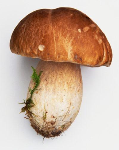 Why dream about picking mushrooms? Variants of interpretation