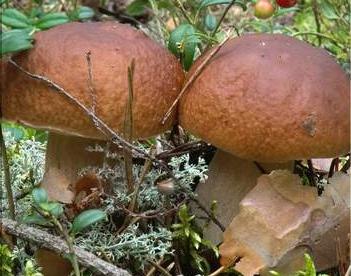 Categories of mushrooms and their nutritional value