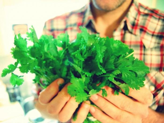 The greens on your table. Cilantro: benefit and harm, caloric content and other information about the product
