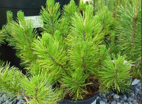 Pinus mugo - mountain pine: planting and care
