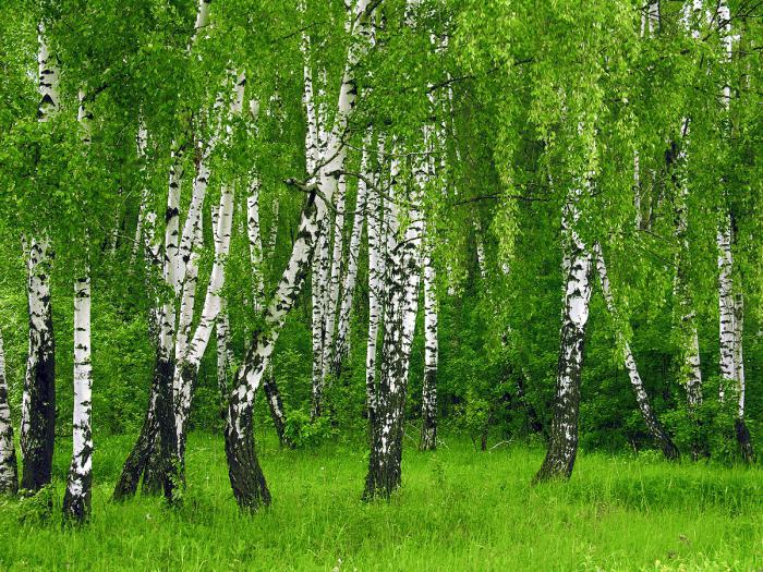 How many years live the trees of oak and birch?