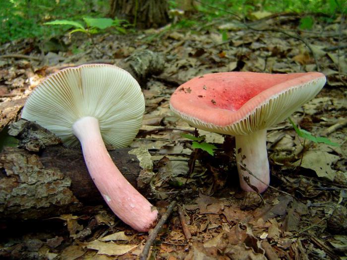 A lesson for curious naturalists: what edible mushrooms of the Leningrad Region