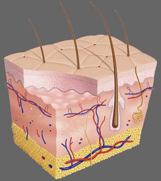 what cells cover the surface of the skin