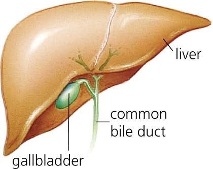 Where is the gallbladder every one should know