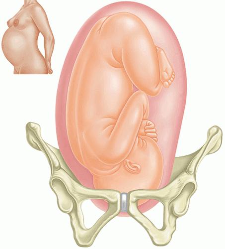 head presentation of the fetus 2 position