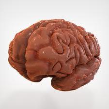 The structure of the human brain. What's under the skull?