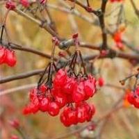 The berry of a viburnum: from what helps or assists and what properties possesses